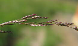 Image of Indian lovegrass