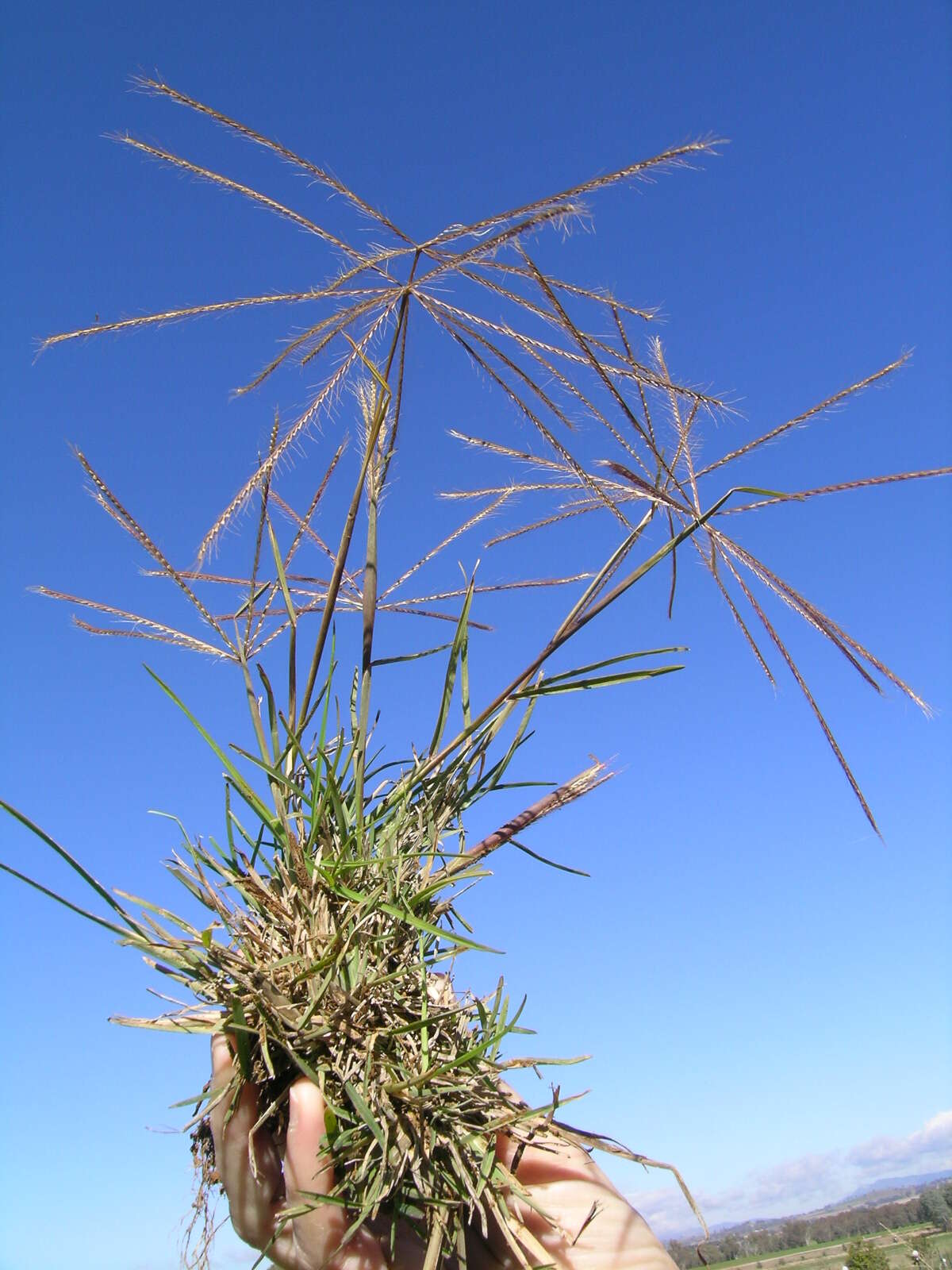 Image of Australian fingergrass