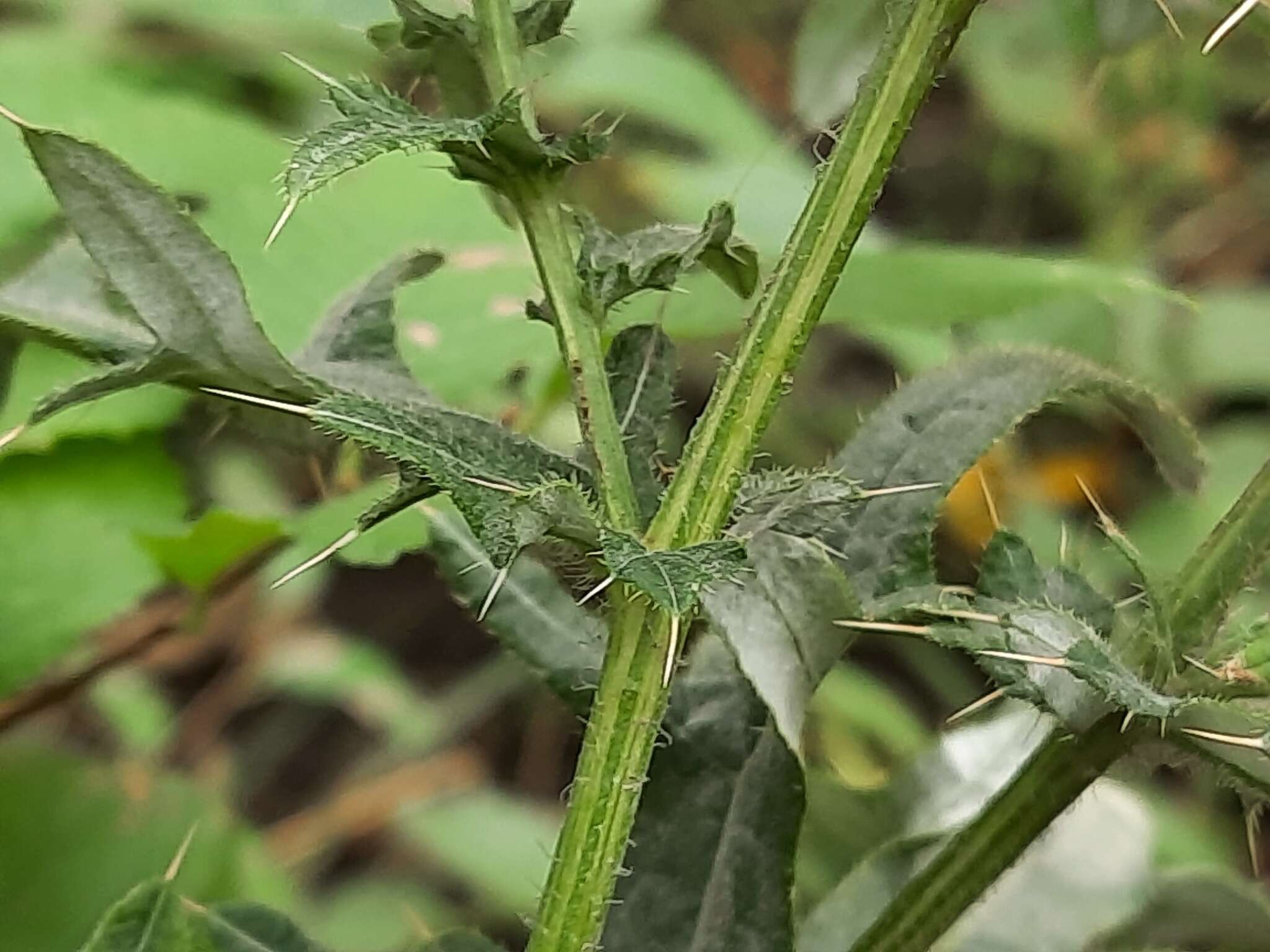 Слика од Cirsium ciliatum (Murray) Moench