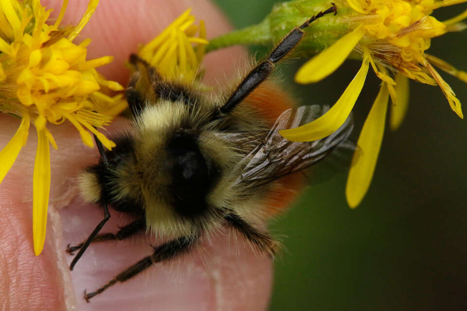 Слика од Bombus lapponicus (Fabricius 1793)