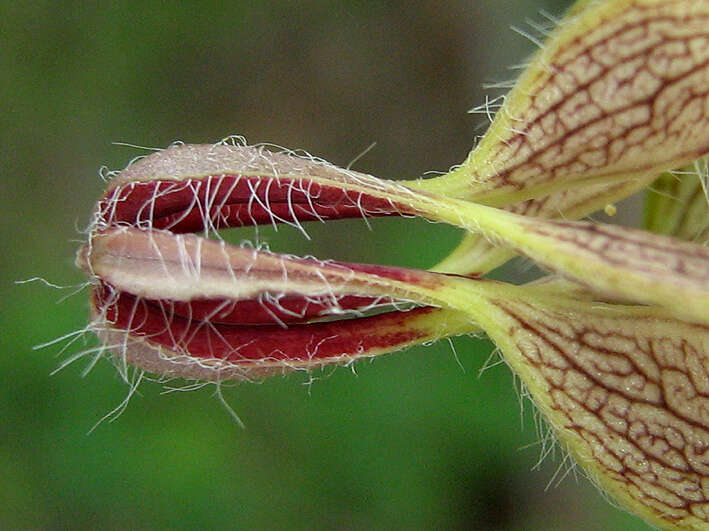 Image of Ceropegia lugardiae N. E. Br.