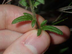 Image of Goodenia heterophylla Sm.