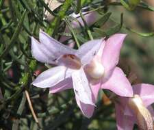 Слика од Eremophila