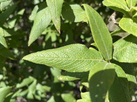 Image of Bowkeria verticillata (Eckl. & Zeyh.) Druce