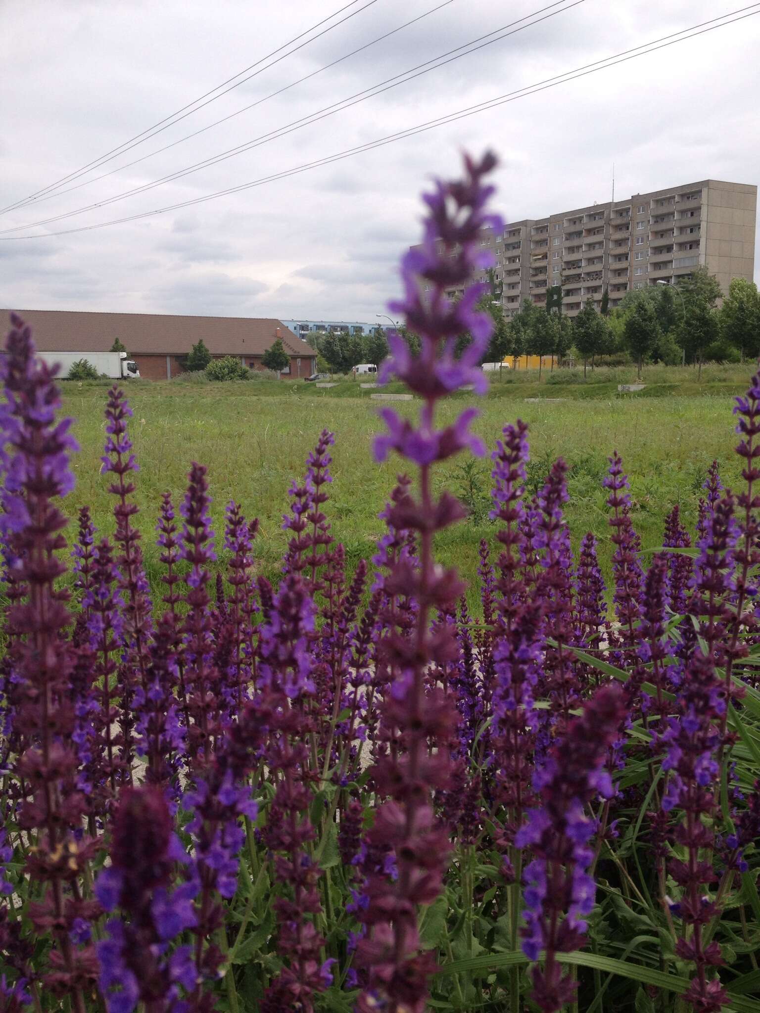 Imagem de Salvia nemorosa L.