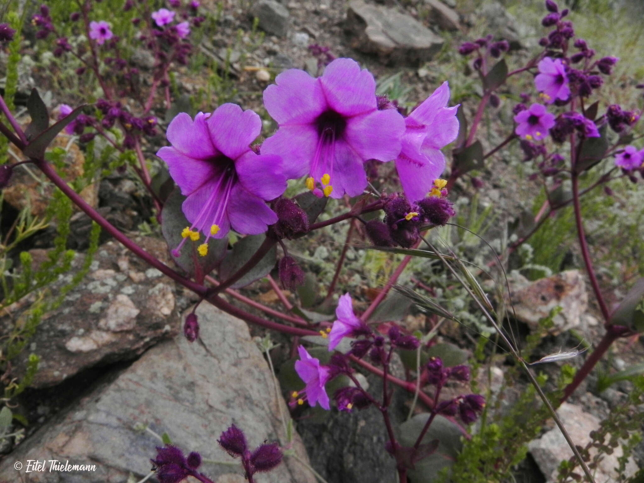 Mirabilis acuta (Reiche) Heimerl resmi