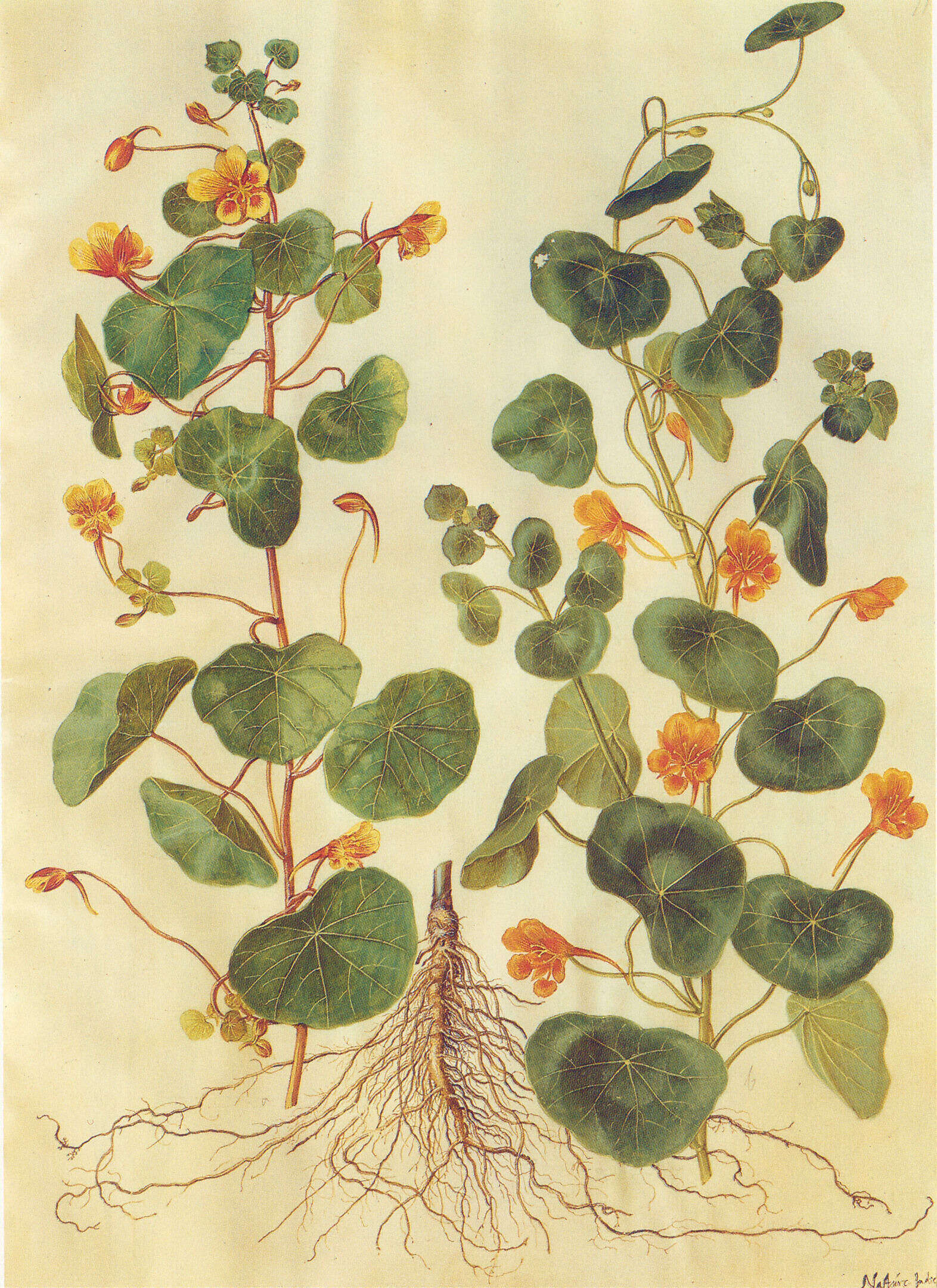 Image of Garden Nasturtium