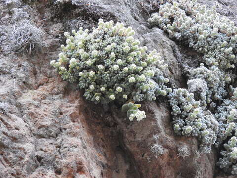 Image of Sedum mocinianum E. Perez-Calix