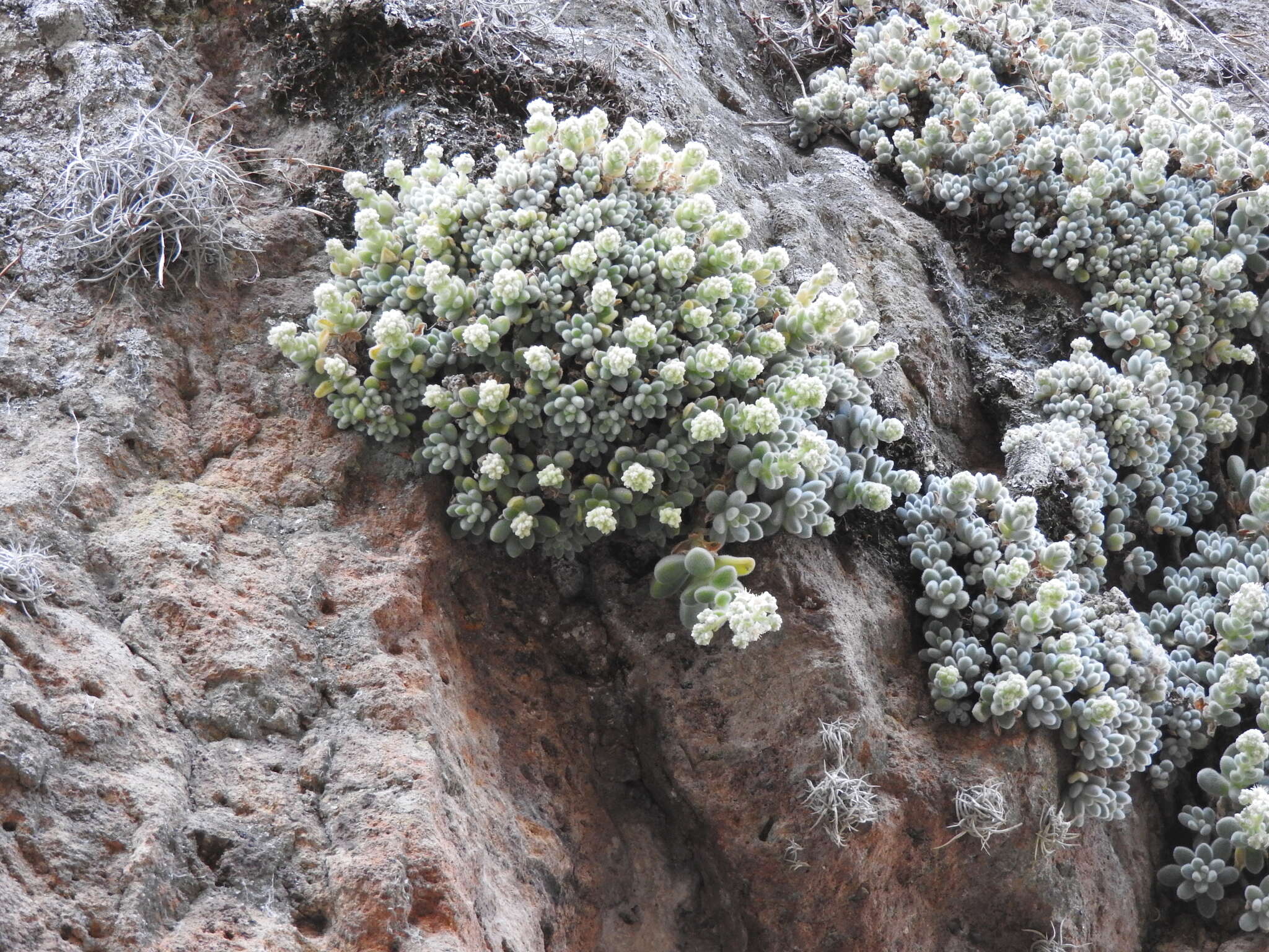 Imagem de Sedum mocinianum E. Perez-Calix