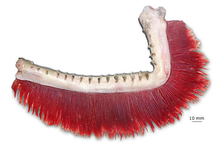 Image of Antarctic toothfish