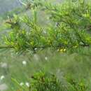 Image of peelbark St. Johnswort