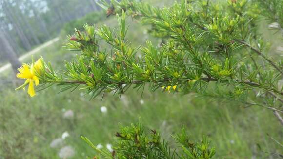 Image of peelbark St. Johnswort