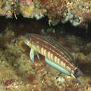 Image of Brazilian sandperch