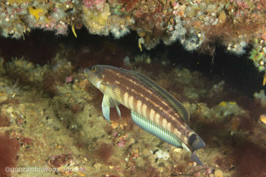 Image of Brazilian sandperch