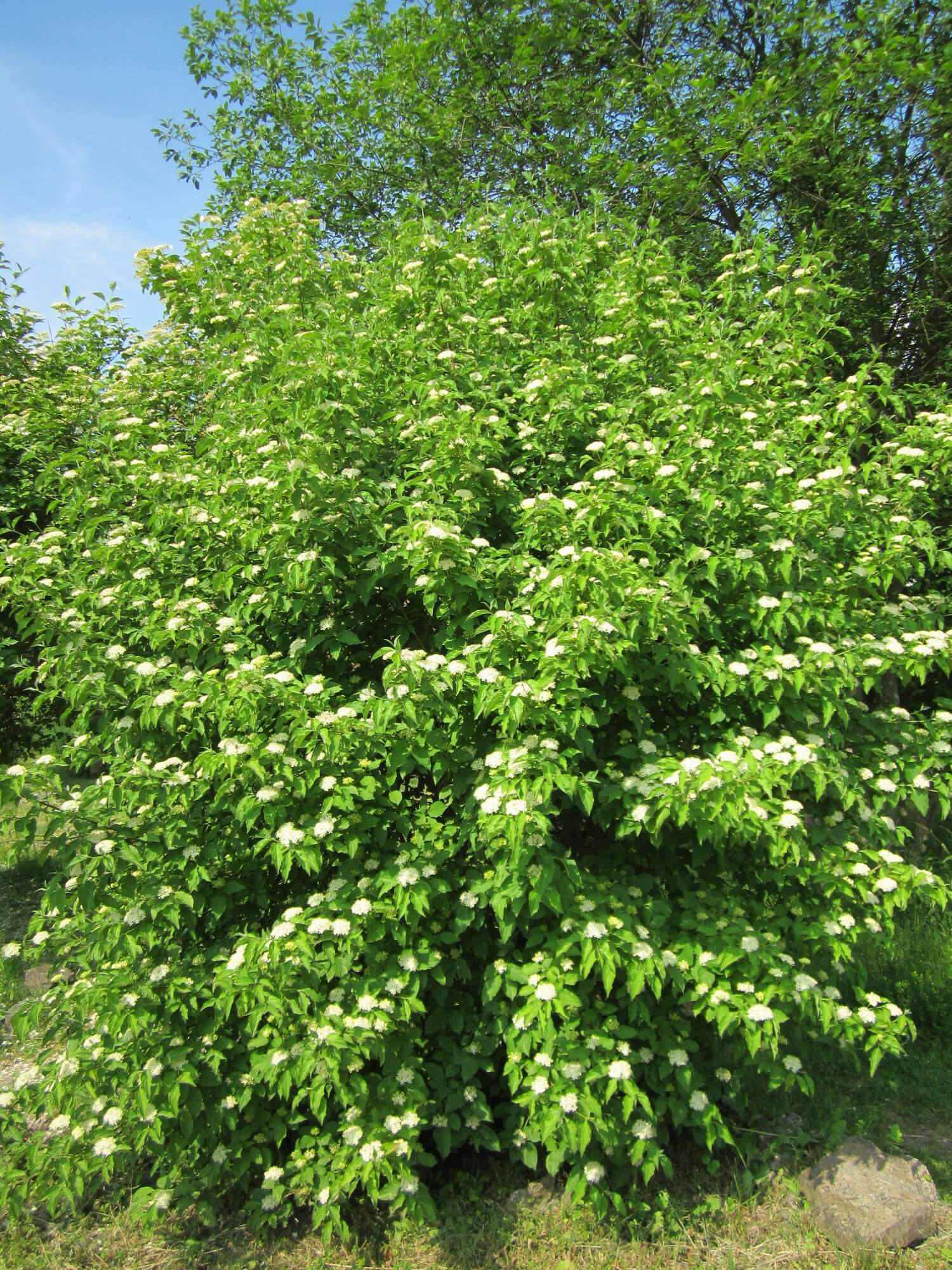 Image of bloodtwig dogwood