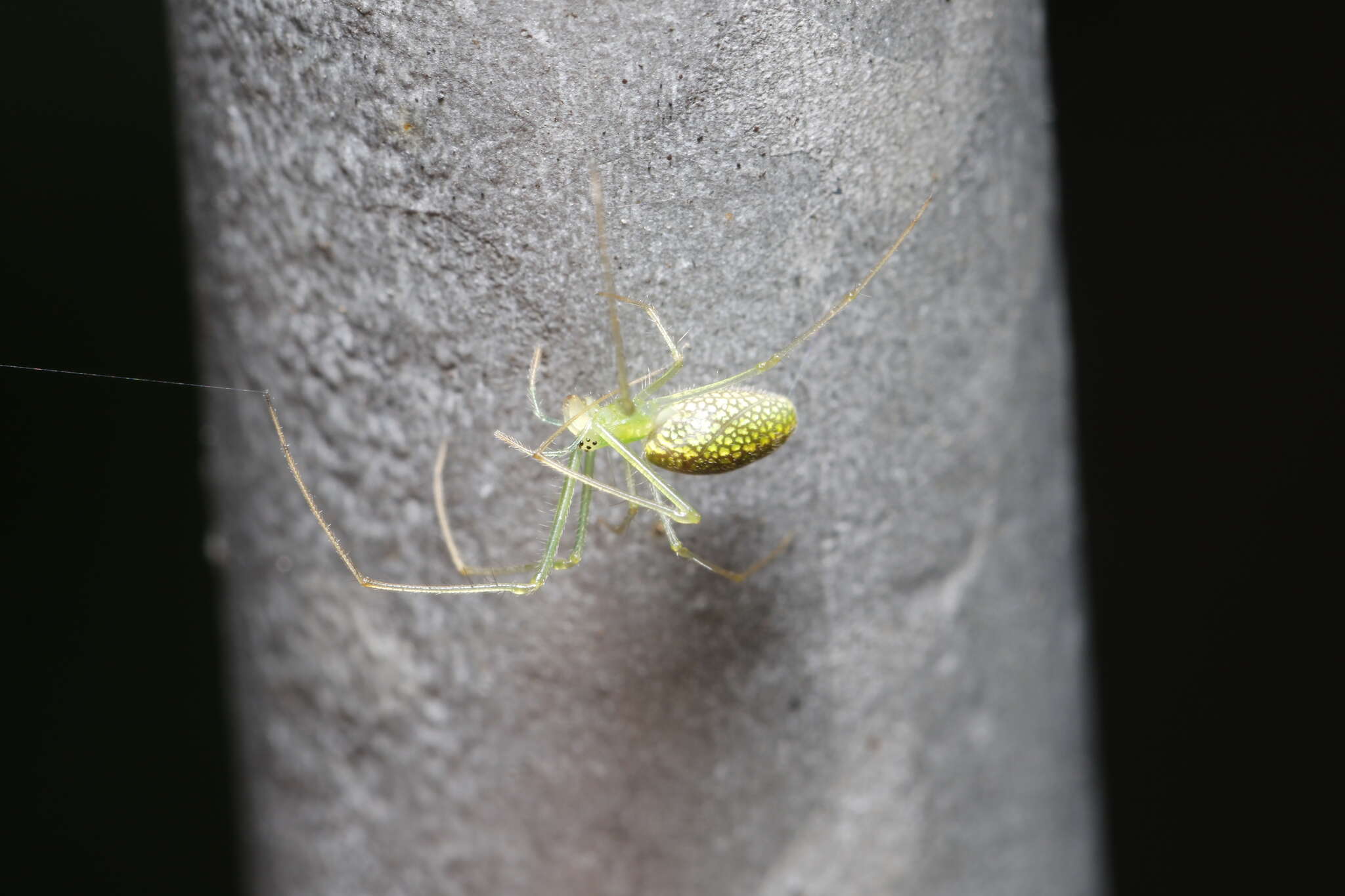 Image of Tetragnatha yesoensis Saito 1934