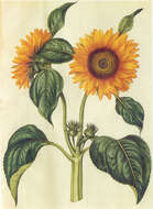 Image of common sunflower