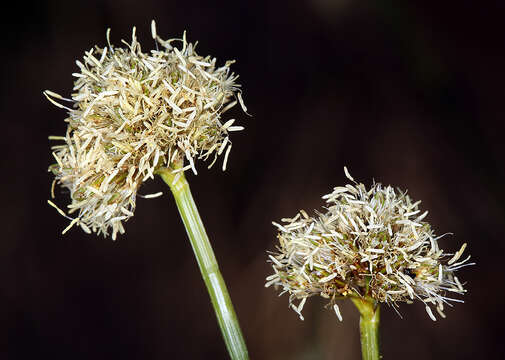 Plancia ëd Calliscirpus criniger (A. Gray) C. N. Gilmour, J. R. Starr & Naczi