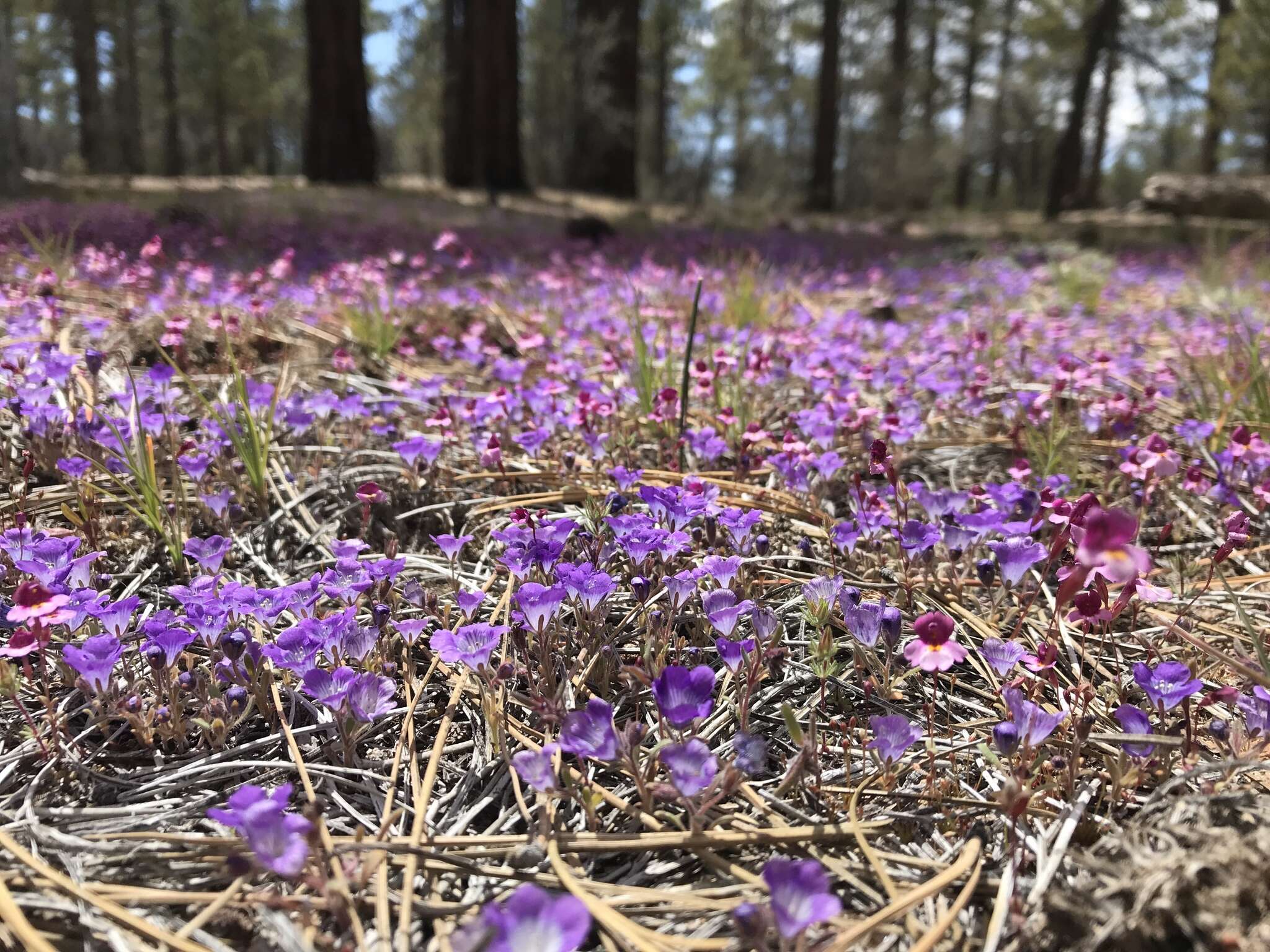 Image de Phacelia curvipes Torr. ex S. Wats.