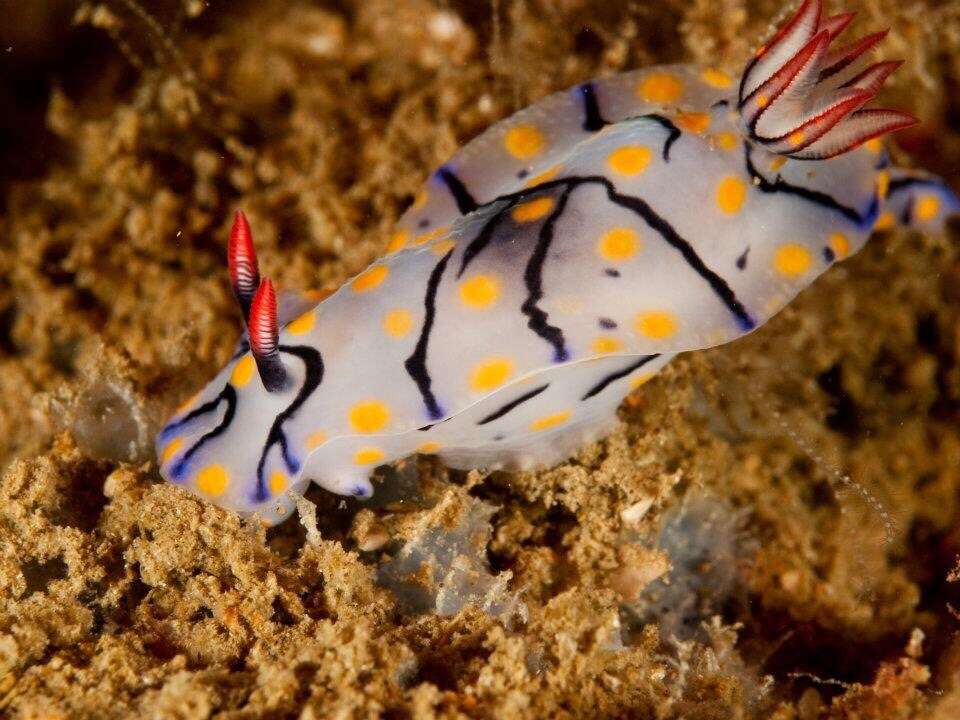 Image of Hypselodoris kanga Rudman 1977