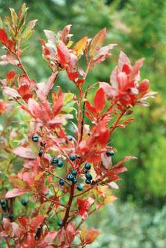 Image of Vaccinium padifolium J. E. Sm.