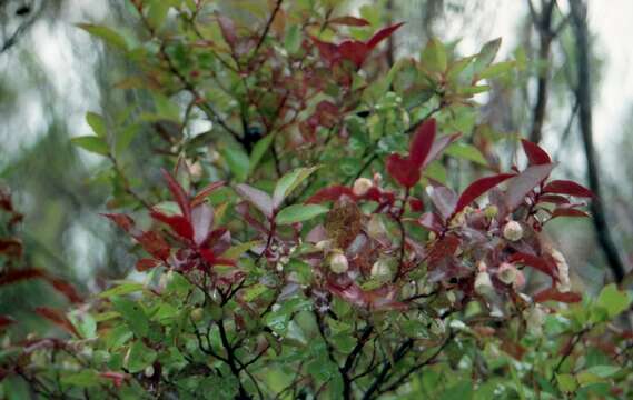 Vaccinium padifolium J. E. Sm.的圖片