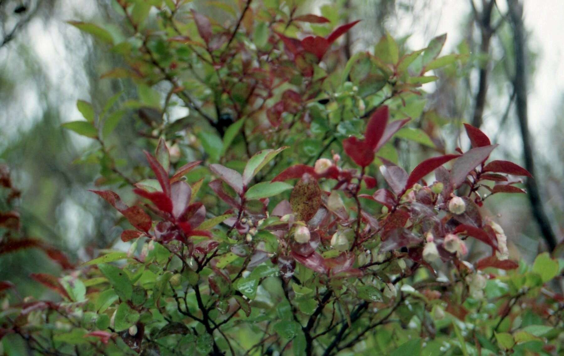 Vaccinium padifolium J. E. Sm.的圖片