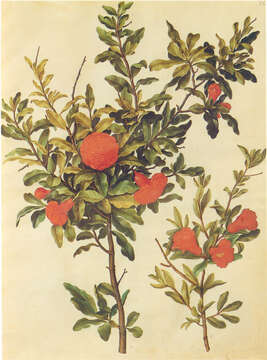 Image of pomegranate