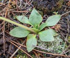 Image of Diamond-Leaf Pseudosaxifrage