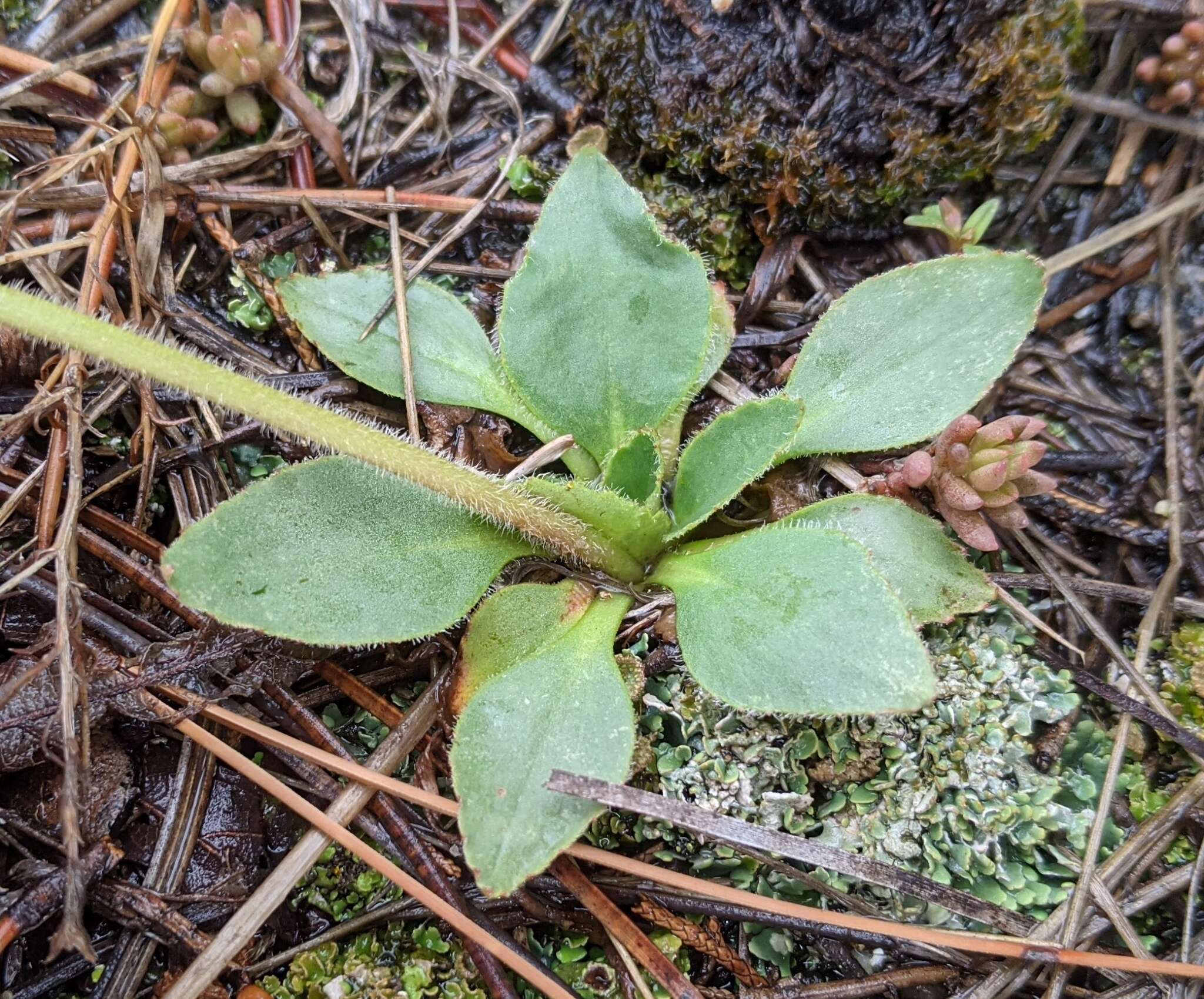 Image of Diamond-Leaf Pseudosaxifrage