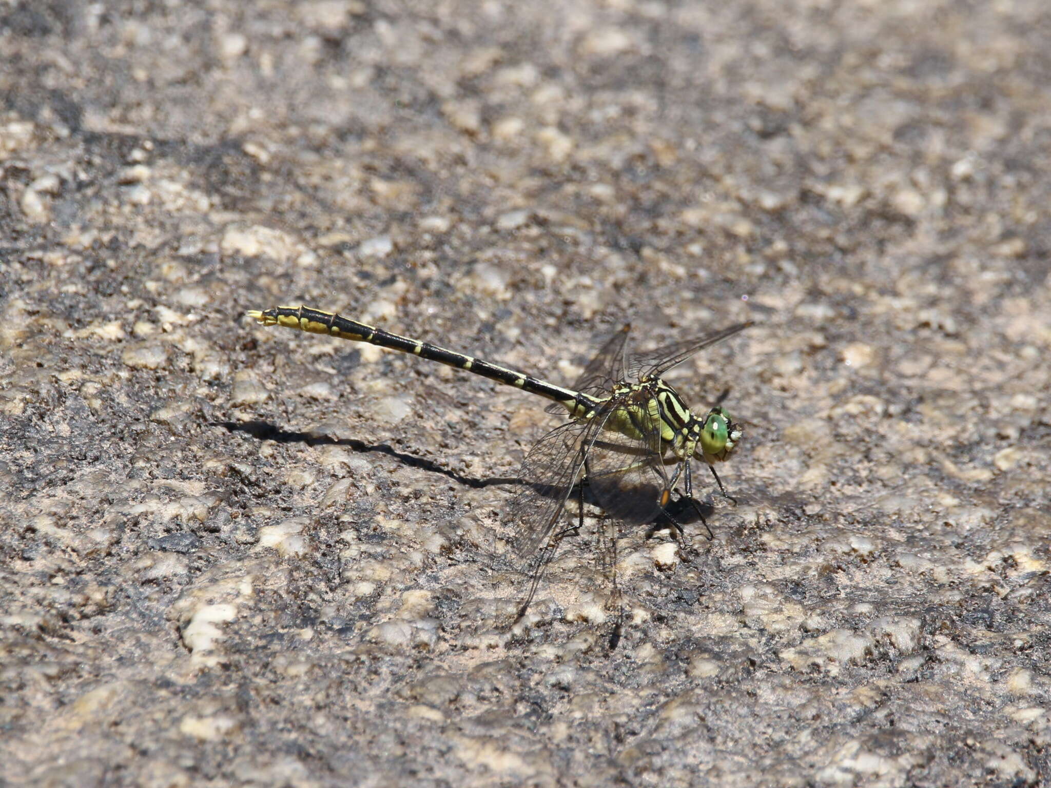 Image of Austrogomphus guerini (Rambur 1842)