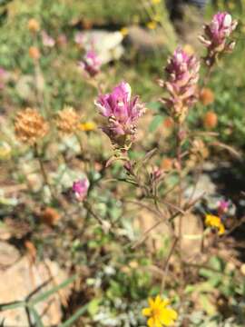 Imagem de Orthocarpus cuspidatus subsp. copelandii (Eastw.) T. I. Chuang & L. R. Heckard