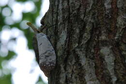 Image of Pyrops watanabei (Matsumura 1913)