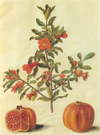 Image of pomegranate