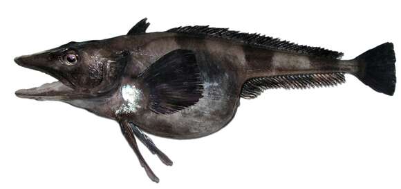 Image of Chionobathyscus