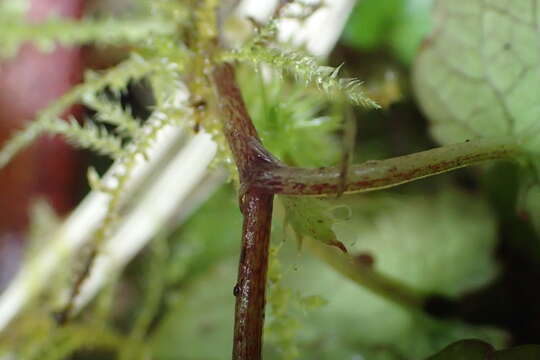 Image of Viola filicaulis Hook. fil.