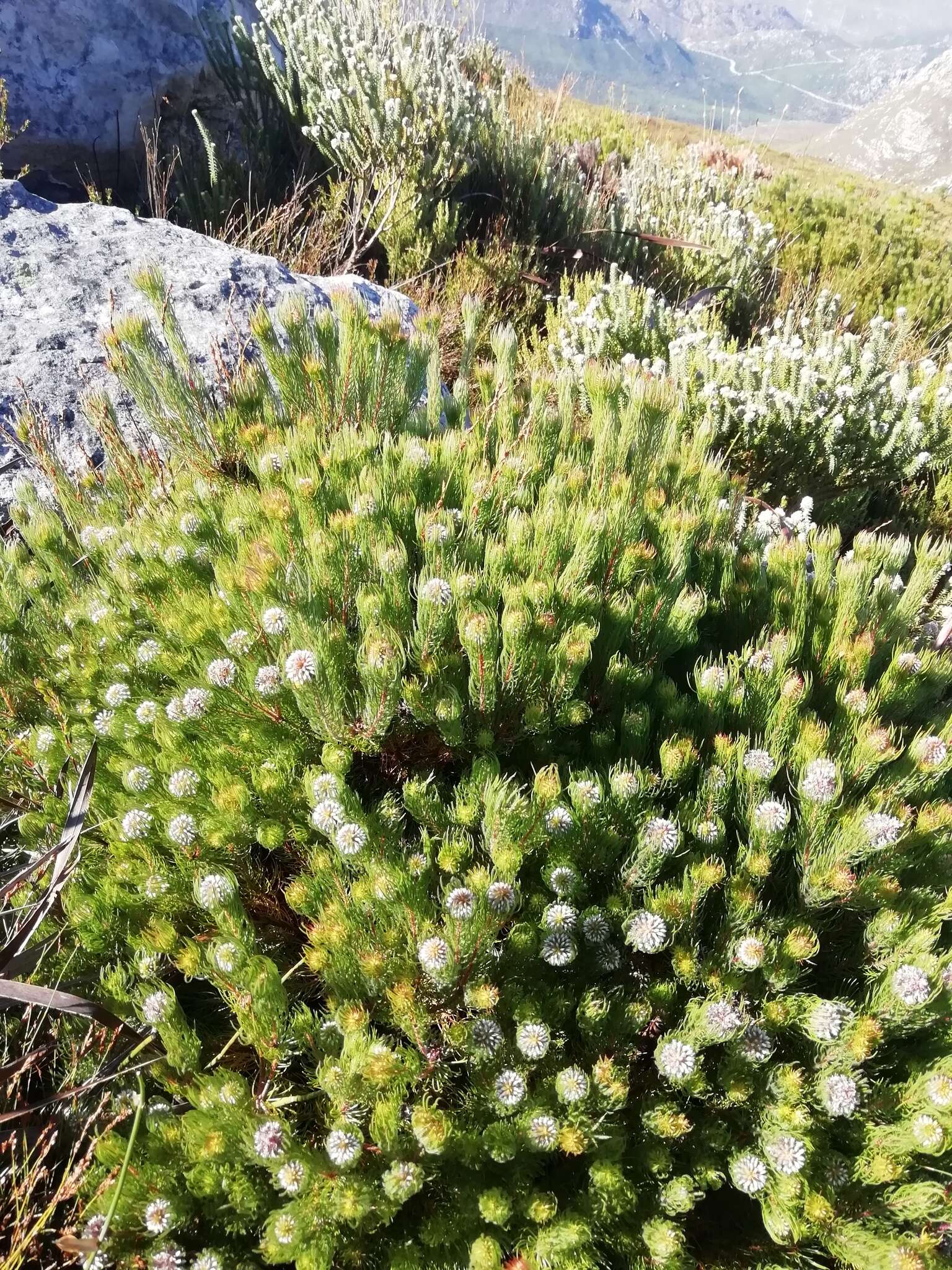 Image of Spatalla setacea (R. Br.) Rourke