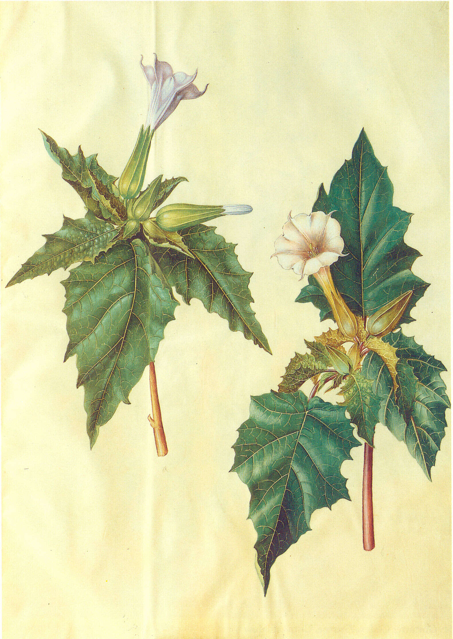 Image de Datura