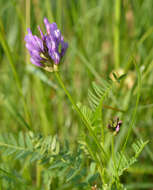 Image of Astragalus danicus Retz.