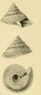 Image of Hadroconus sibogae (Schepman 1908)