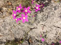 Zeltnera venusta (A. Gray) G. Mansion resmi