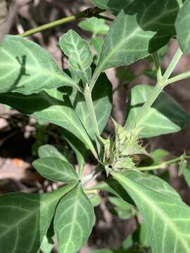 Imagem de Crossandra fruticulosa Lindau