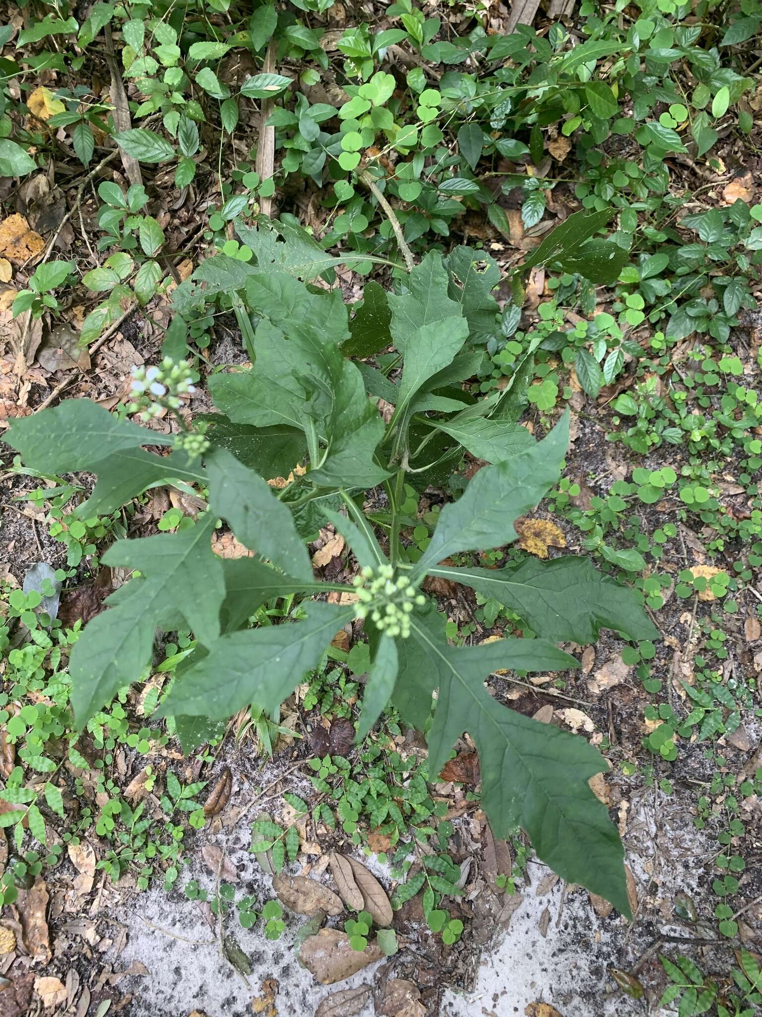 Image of white crownbeard