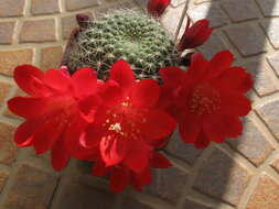 Image of Rebutia minuscula K. Schum.