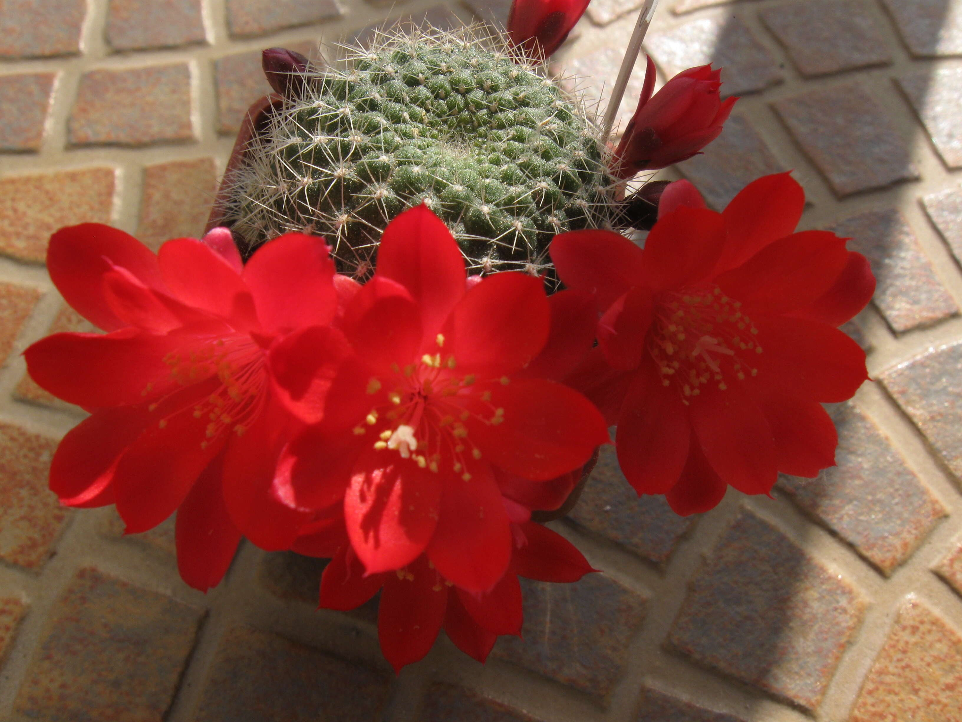 Image of Rebutia minuscula K. Schum.