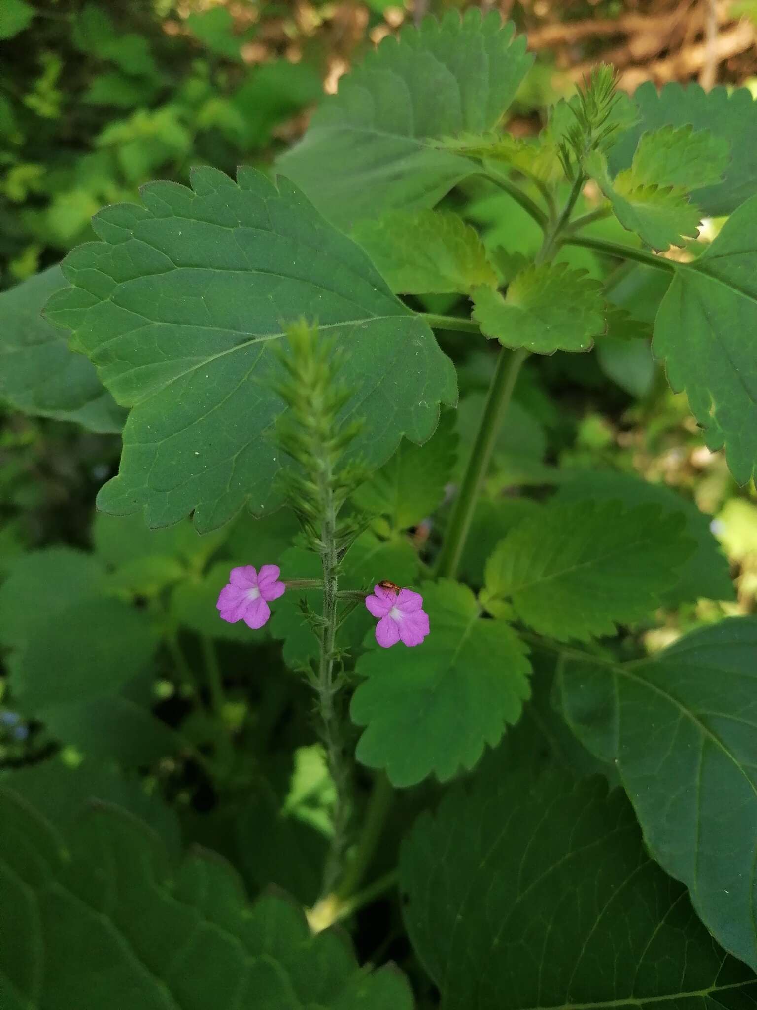 Plancia ëd Bouchea prismatica (L.) Kuntze