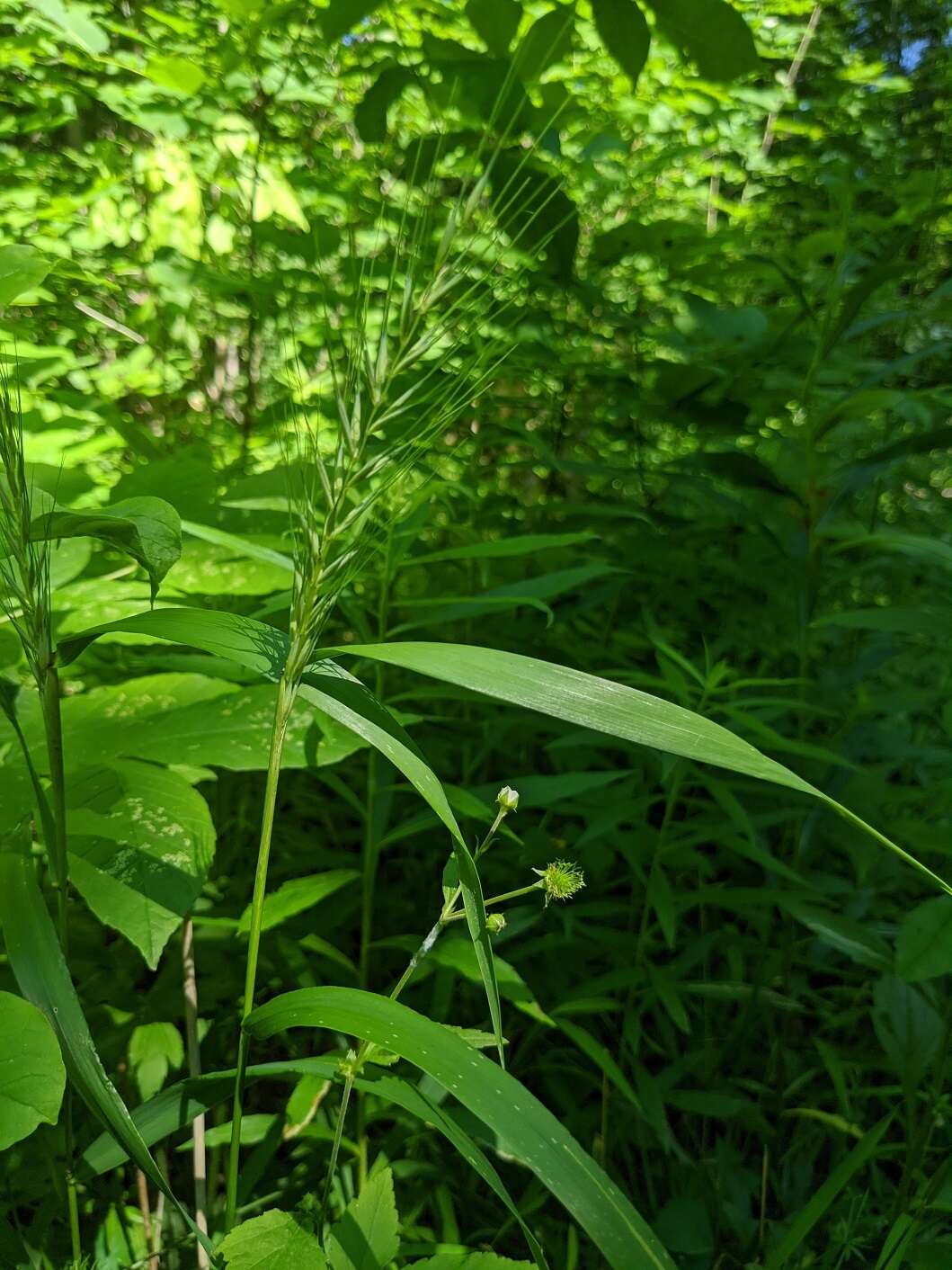 Imagem de Elymus riparius Wiegand