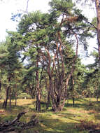 Image of Scotch Pine