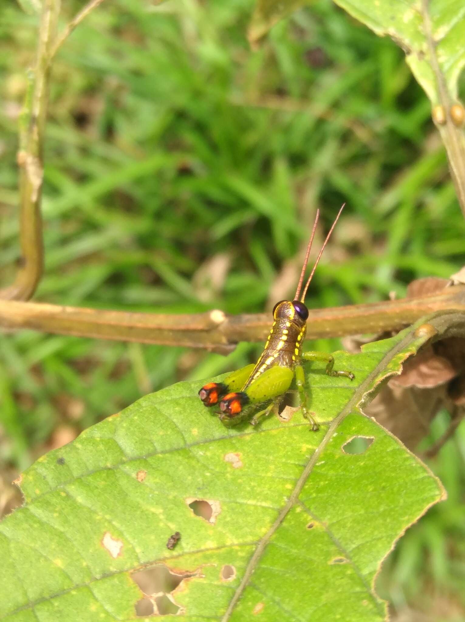 Image of Pseudonautia rentzi Descamps 1978