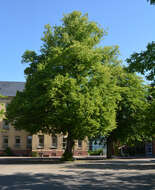 Image of Small-leaved Elm